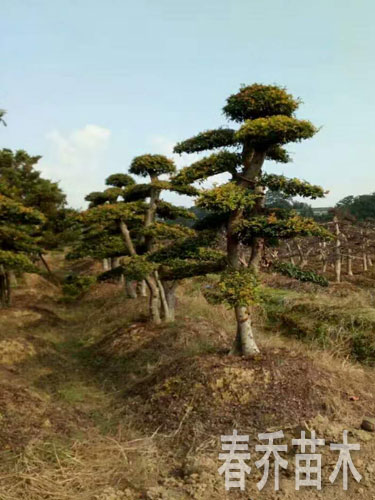 造型榆樹樁景