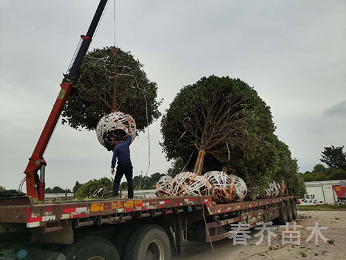 江西南昌行道工程桂花裝車(chē)