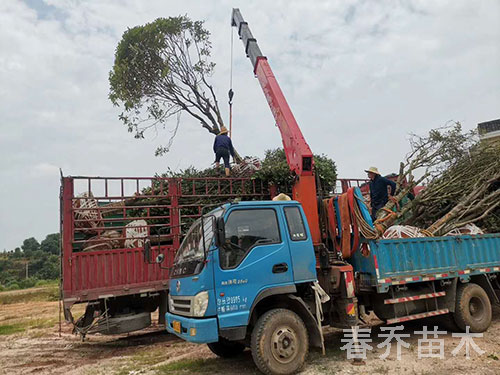 江西上饒占地征收桂花裝車(chē)