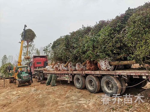 湖南懷化高桿行道工程桂花裝車(chē)